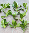 Jade Plant Cuttings – 5 Unrooted Succulent Stems 3–5 Inches Crassula ovata Money Plant Lucky Plant Starter