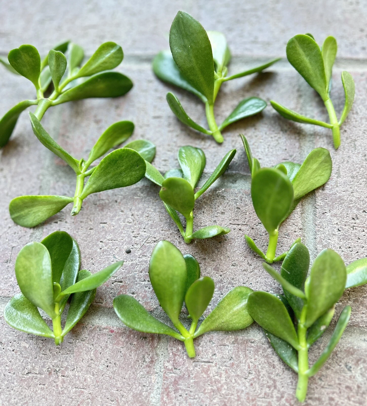 Jade Plant Cuttings – 5 Unrooted Succulent Stems 3–5 Inches Crassula ovata Money Plant Lucky Plant Starter
