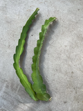 White Dragon Fruit Cuttings – 2 Unrooted 18 Inch Hylocereus undatus Pitaya Cactus for Planting
