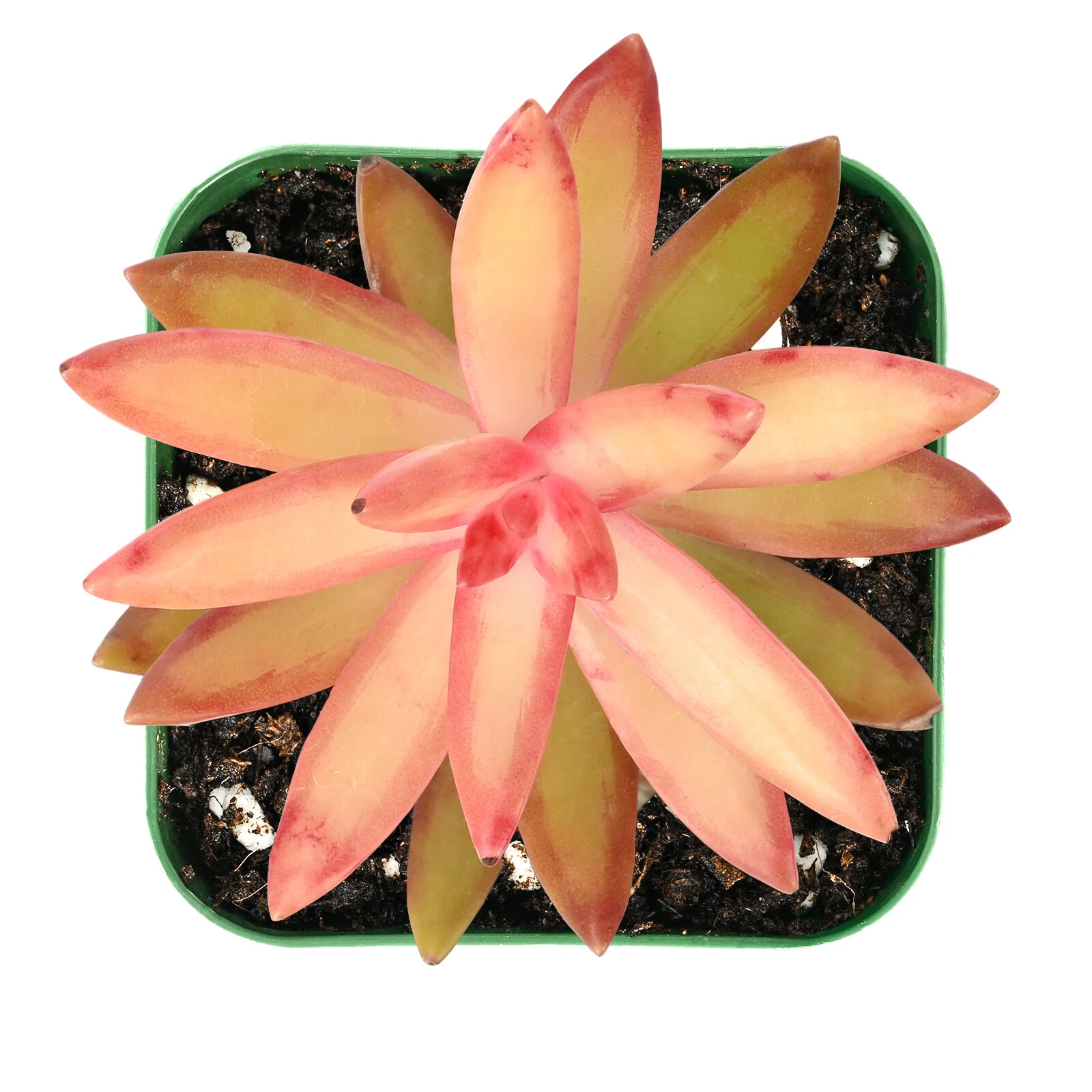 Sedum Adolphii Succulent - Live Rooted Golden Sedum in 2 Inch Planter