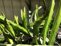 White Dragon Fruit Cuttings – 5 Live 8 Inch Hylocereus undatus Self-Fertile Climbing Cactus for Planting