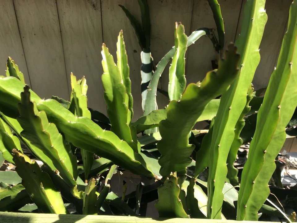 White Dragon Fruit Cuttings – 5 Live 8 Inch Hylocereus undatus Self-Fertile Climbing Cactus for Planting