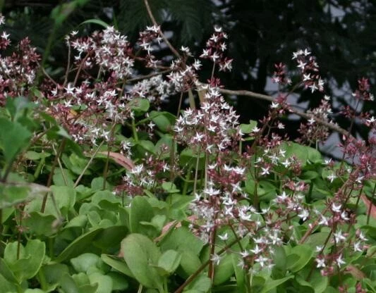 Crassula multicava Fairy Crassula Succulent Cuttings Lot of 15, Rooted & Unrooted, Groundcover, Indoor & Outdoor Planting