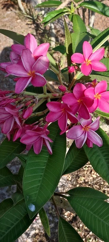 Pink Fuchsia Plumeria Live Cutting – Tropical Frangipani Plant for Propagation, Flowering Tree, Unrooted Cutting