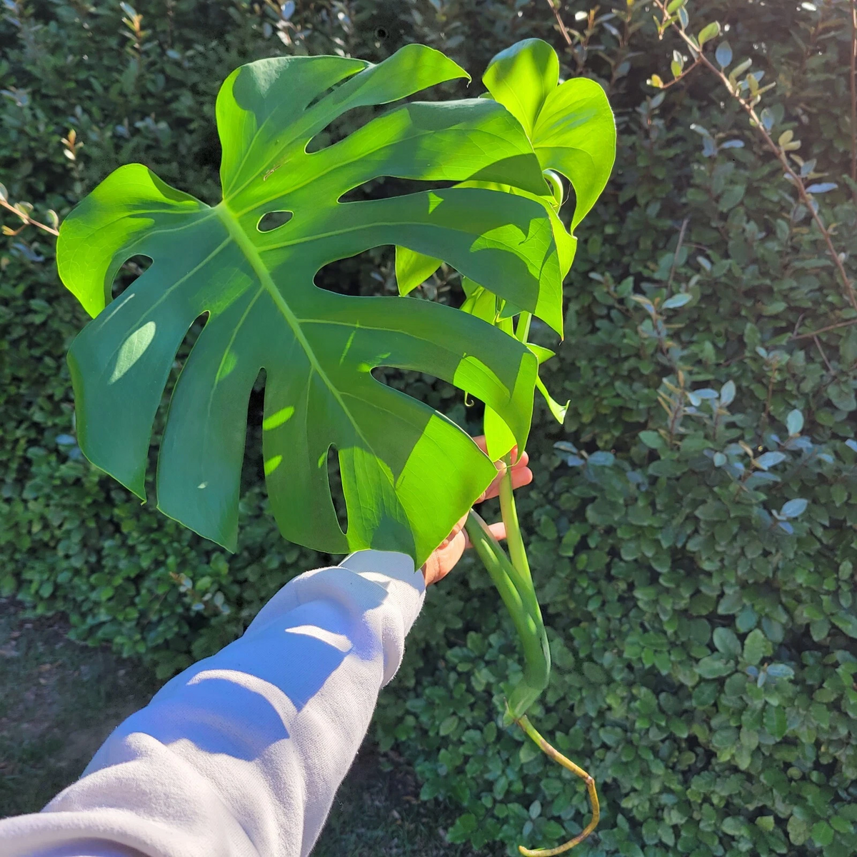 Monstera Deliciosa Rooted Cutting - Live Swiss Cheese Plant with Split Leaves