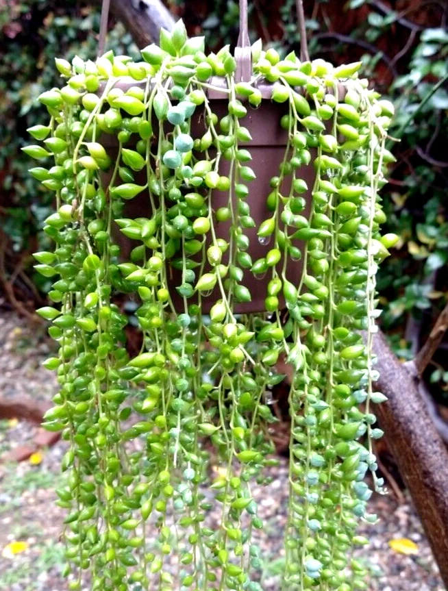 String of Pearls Cuttings – Lot of 30 Mature Healthy Curio rowleyanus Succulent Vines for Hanging Propagation