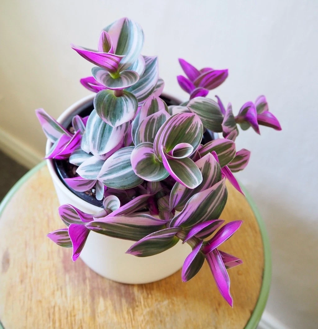 3 Tradescantia Nanouk Cuttings – Pink & White Variegated Unrooted Stem Cuttings