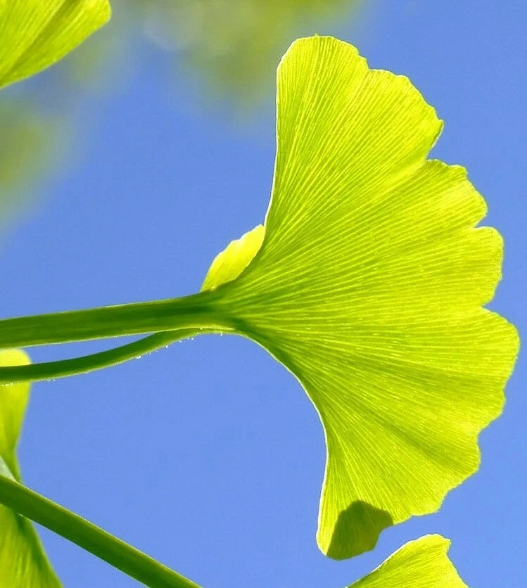 Ginkgo biloba Cuttings – 12 Unrooted Propagation Material for Grafting or Rooting – Ornamental Deciduous Tree Starter
