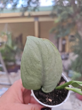 Scindapsus Platinum Java Silver Hero – Rooted Live Plant in 2.5” Pot