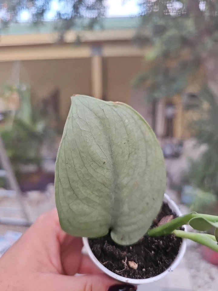 Scindapsus Platinum Java Silver Hero – Rooted Live Plant in 2.5” Pot