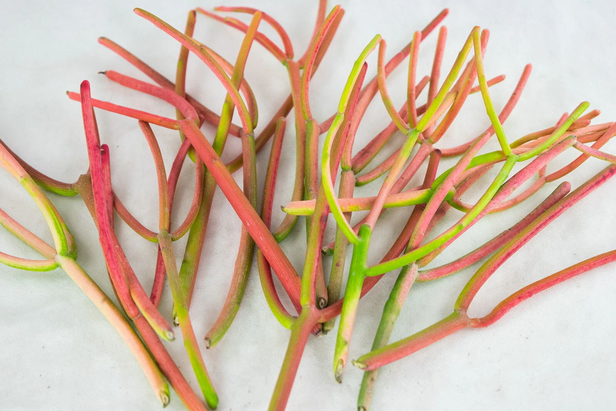 Fire Sticks Cuttings 15 Pack - Euphorbia tirucalli Pencil Cactus Succulent