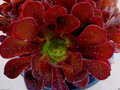 Aeonium KOKINO Hybrid – 2 Fresh Succulent Cuttings – Rare Live Aeonium Variety