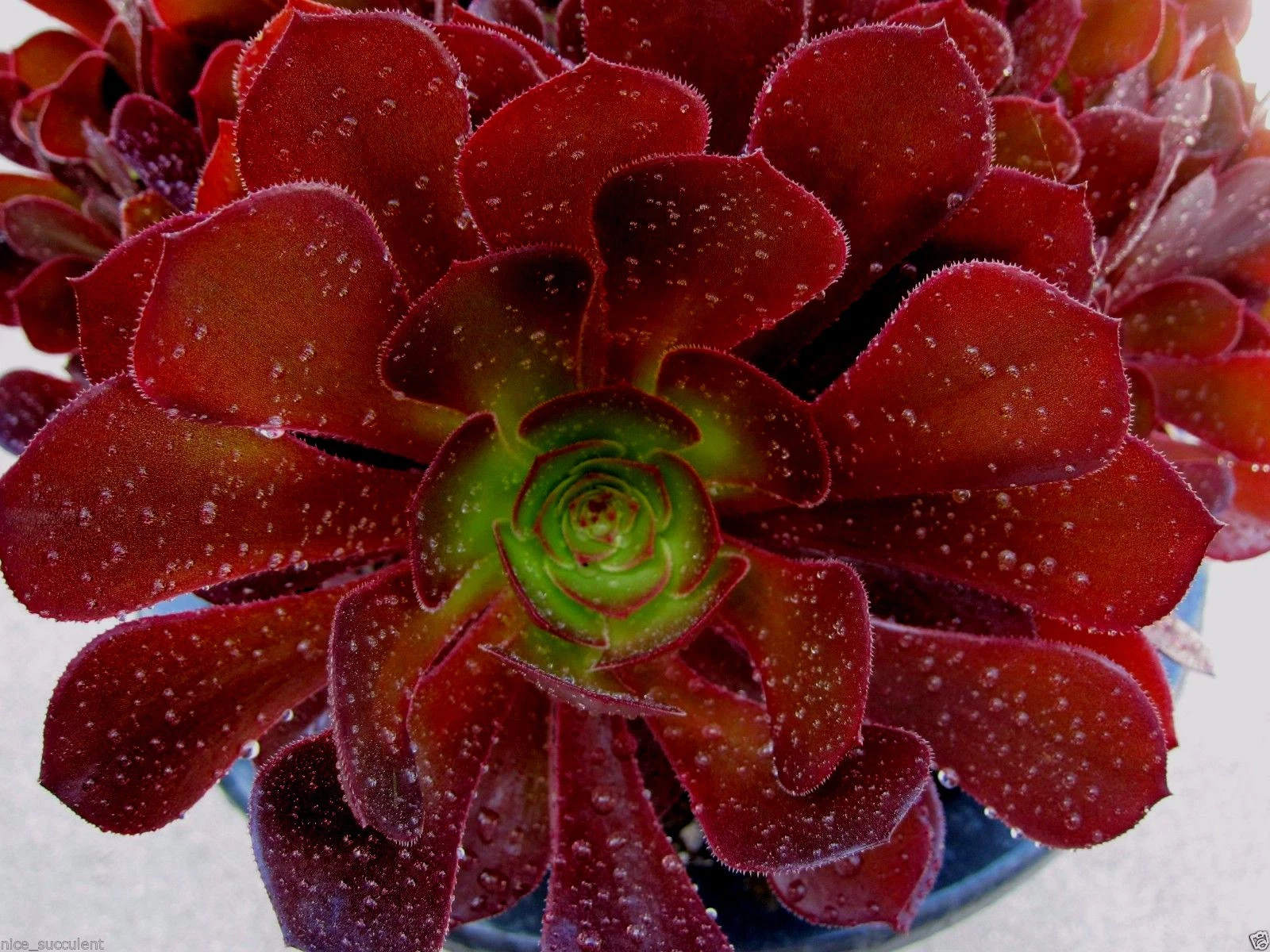 Aeonium KOKINO Hybrid – 2 Fresh Succulent Cuttings – Rare Live Aeonium Variety