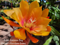 Epiphyllum Irish Golden Boy Cutting – Unrooted Orchid Cactus 8–10 Inches