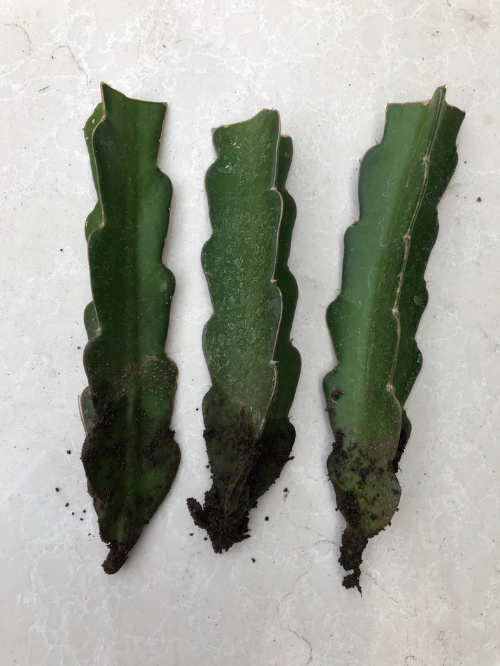 Red Dragon Fruit Rooted Plants – 3 Live Red Pitaya Cuttings, Bare Root, Climbing Fruit Cactus, Hylocereus/Selenicereus Hybrid