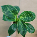 Philodendron Birkin Houseplant in 4-Inch Pot, Variegated Tropical Foliage, Indoor Plant, Green with White Pinstripes