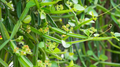 Cissus quadrangularis Cutting – 12 Inch Veldt Grape Vine, Succulent Climber, Live Plant, Easy-to-Root Trailing Vine