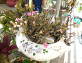 Miniature Tylecodon schaeferianus succulent cuttings, free-flowering caudiciform starter, dwarf caudex plant, rare succulent propagation