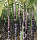 Dark Purple Sugarcane Cuttings – 5 Unrooted Cane Stems for Propagation, Tropical Perennial Grass, Saccharum officinarum