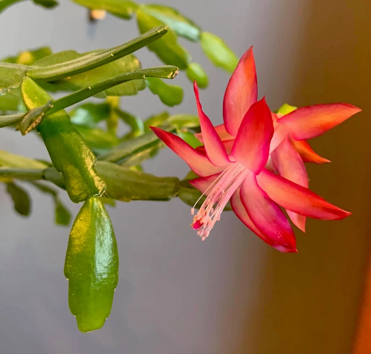 Pink Christmas Cactus Cuttings – Schlumbergera × buckleyi, 3 Unrooted Live Cuttings