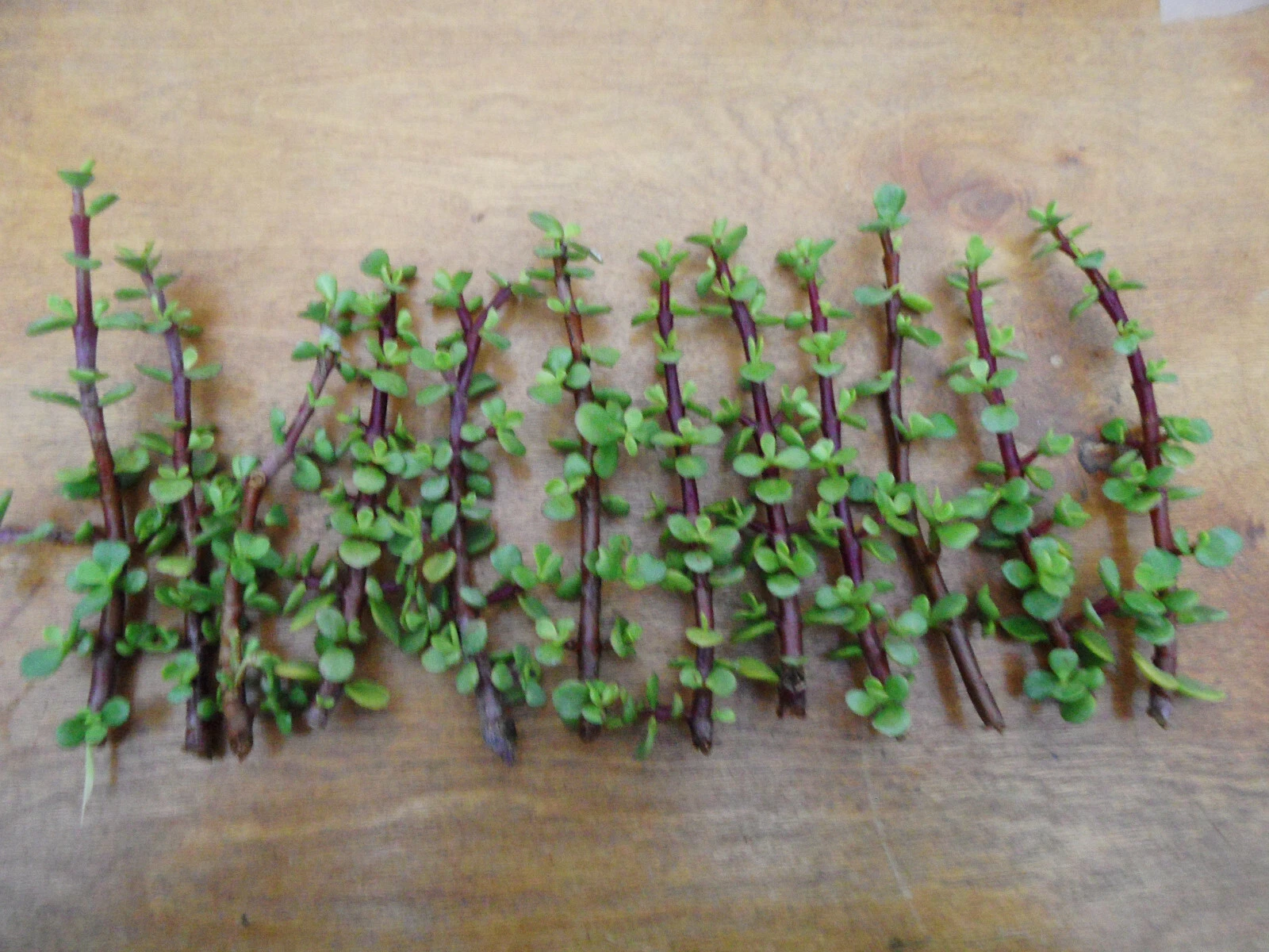 Portulacaria afra Cuttings – Lot of 12 Unrooted Spekboom Succulent Cuttings, Red Stems, 6 Inches