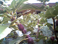 Marseilles Black Fig Tree Cuttings – 7 Live Hardwood Propagation Ficus carica Deciduous Fruit Tree