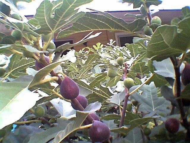 Marseilles Black Fig Tree Cuttings – 7 Live Hardwood Propagation Ficus carica Deciduous Fruit Tree