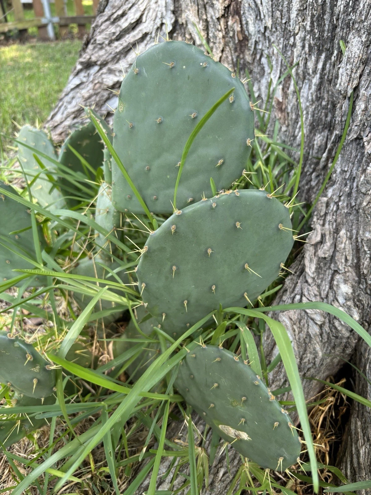 Opuntia Engelmannii Cactus Pads – 3 Red Fruit Prickly Pear Cuttings for Rooting – Live Paddle Cactus for Xeriscaping & Container Gardening