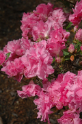 Hallie Azalea Rhododendron Starter Plant - Orchid Pink Triple Blooms, Deciduous Shrub for Garden & Landscape