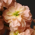 Stock ‘Katz Apricot’ Flower Seeds – 1,000 Matthiola incana Seeds for Borders, Cut Flowers, Cottage Gardens, Spring Planting