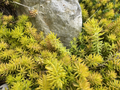 Sedum Angelina Cuttings – 10 Live Unrooted Stonecrop Ground Cover Plants, Yellow Green Succulent for Rock Gardens & Containers