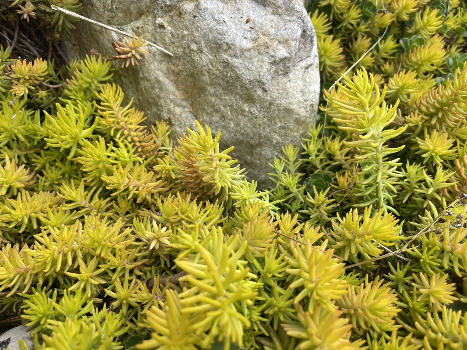 Sedum Angelina Cuttings – 10 Live Unrooted Stonecrop Ground Cover Plants, Yellow Green Succulent for Rock Gardens & Containers