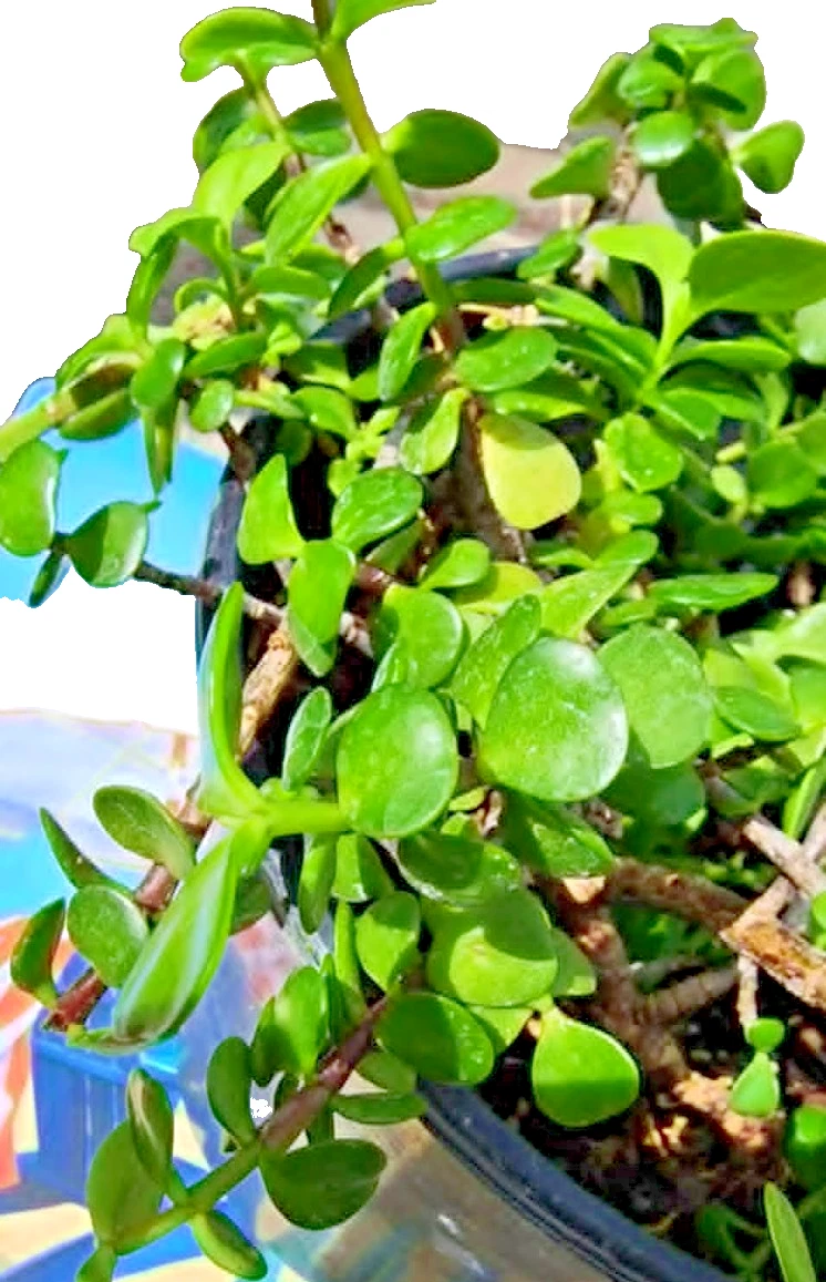 Elephant Bush Succulent Cuttings – 3 Unrooted Portulacaria afra Dwarf Jade Stems for Propagation and Planting