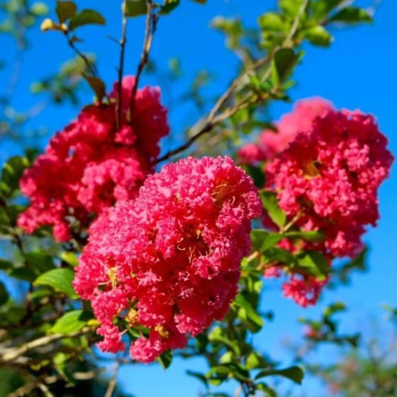 Crape Myrtle Cuttings 8 Pack Deep Pink Lagerstroemia indica Live Shrub for Rooting & Flowering Garden Plant