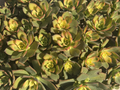 Aeonium ‘Kiwi’ Succulent Cuttings – 4 Live Aeonium haworthii Variegated Rosettes for Propagation