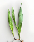 Snake Plant Rooted Set – Live Sansevieria Plants with Healthy Roots