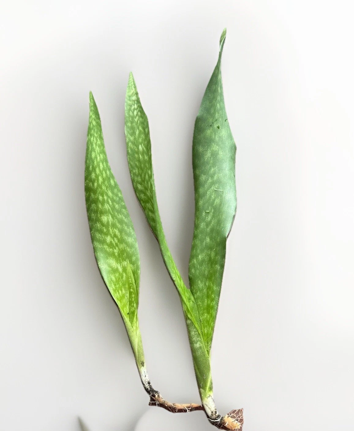 Snake Plant Rooted Set – Live Sansevieria Plants with Healthy Roots