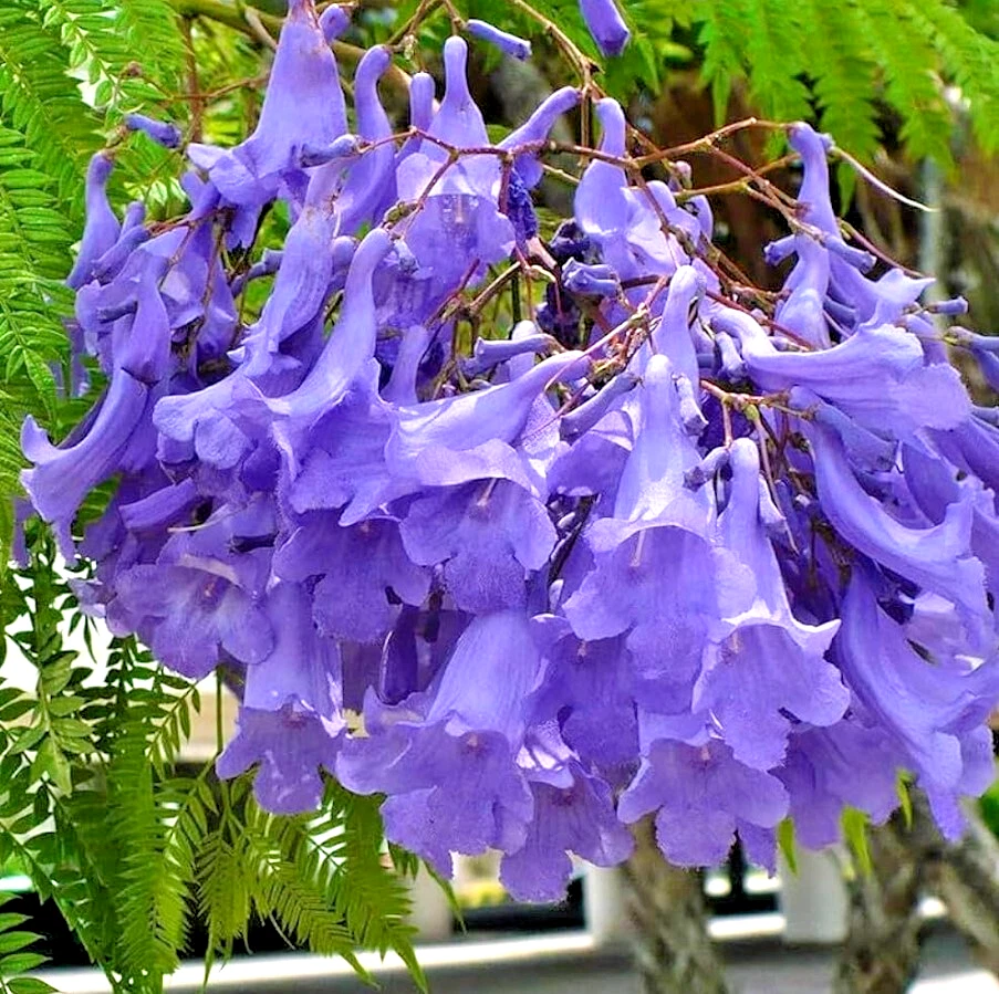 Blue Jacaranda Tree – Live 8–10 Inch Jacaranda mimosifolia Starter Plant, Fast-Growing Ornamental Tree with Fernlike Foliage