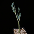 Adenia pechuelii Plant – 3.5” Pot Rare Caudiciform Succulent for Indoor Desert Displays