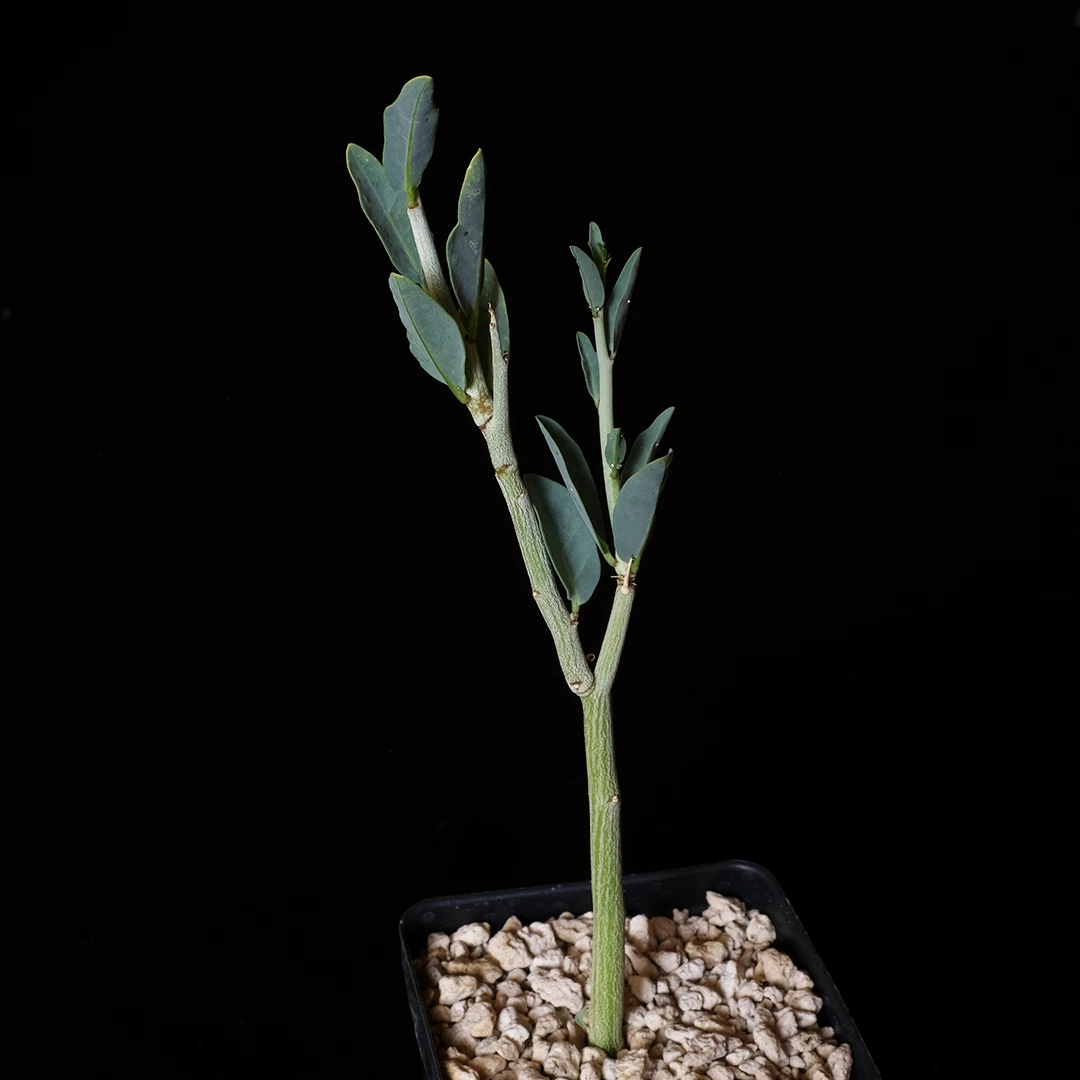 Adenia pechuelii Plant – 3.5” Pot Rare Caudiciform Succulent for Indoor Desert Displays
