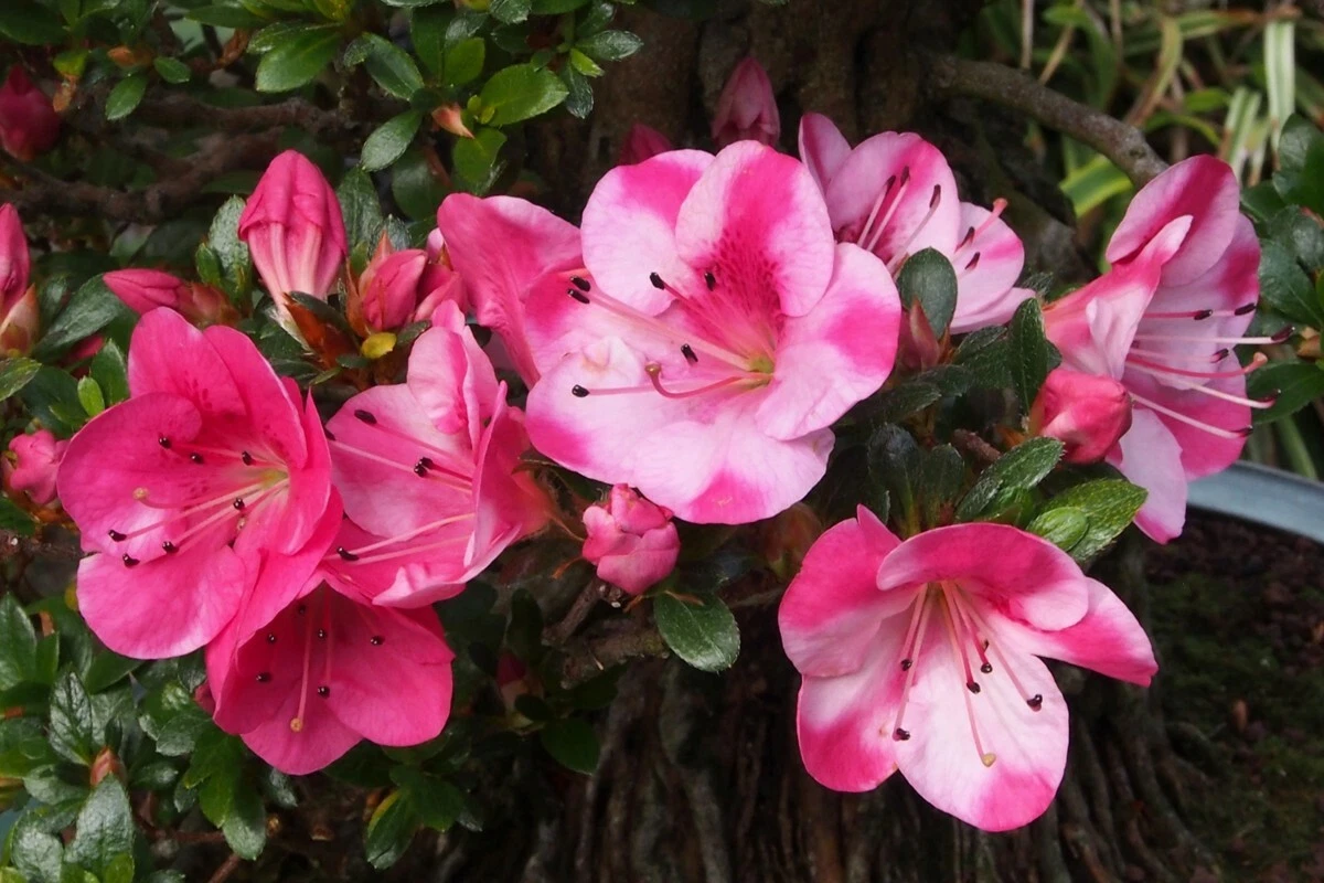 Azalea ‘Kobai 2’ Deciduous Rhododendron Shrub with Bi-Color Flowers – Live Starter Plant for Garden or Container