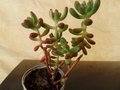Succulent Cuttings - Jelly Bean Sedum (Sedum pachyphyllum) - 5 Fresh 4-Inch Stem Cuttings with Colorful Foliage