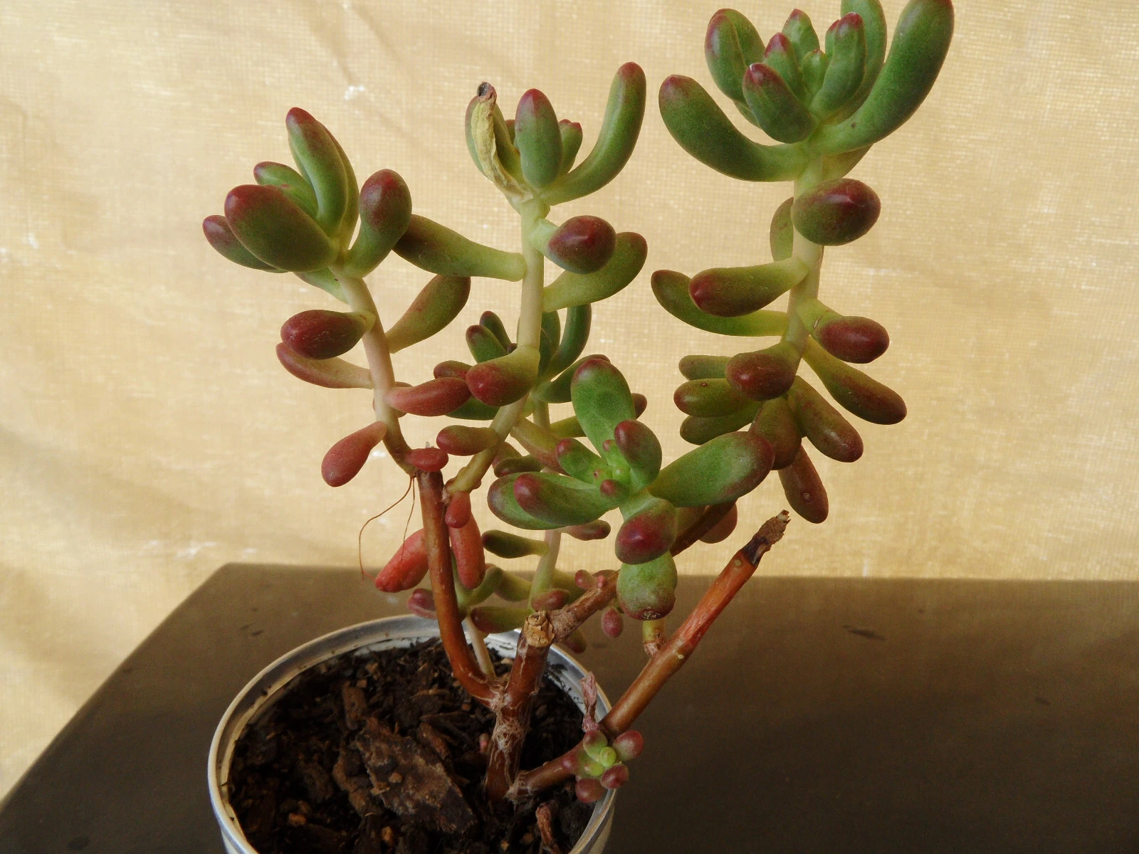 Succulent Cuttings - Jelly Bean Sedum (Sedum pachyphyllum) - 5 Fresh 4-Inch Stem Cuttings with Colorful Foliage