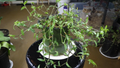 Callisia micrantha Cuttings – Easy Rooting Trailing Houseplant Vine