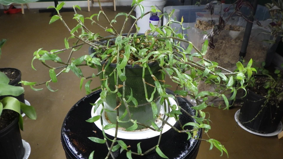 Callisia micrantha Cuttings – Easy Rooting Trailing Houseplant Vine
