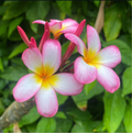 Pink Mist Plumeria Rooted Cutting – 12 Inch Tropical Frangipani Plant with 3 Tips, Live Plant Material, Garden, Container, Frangipani
