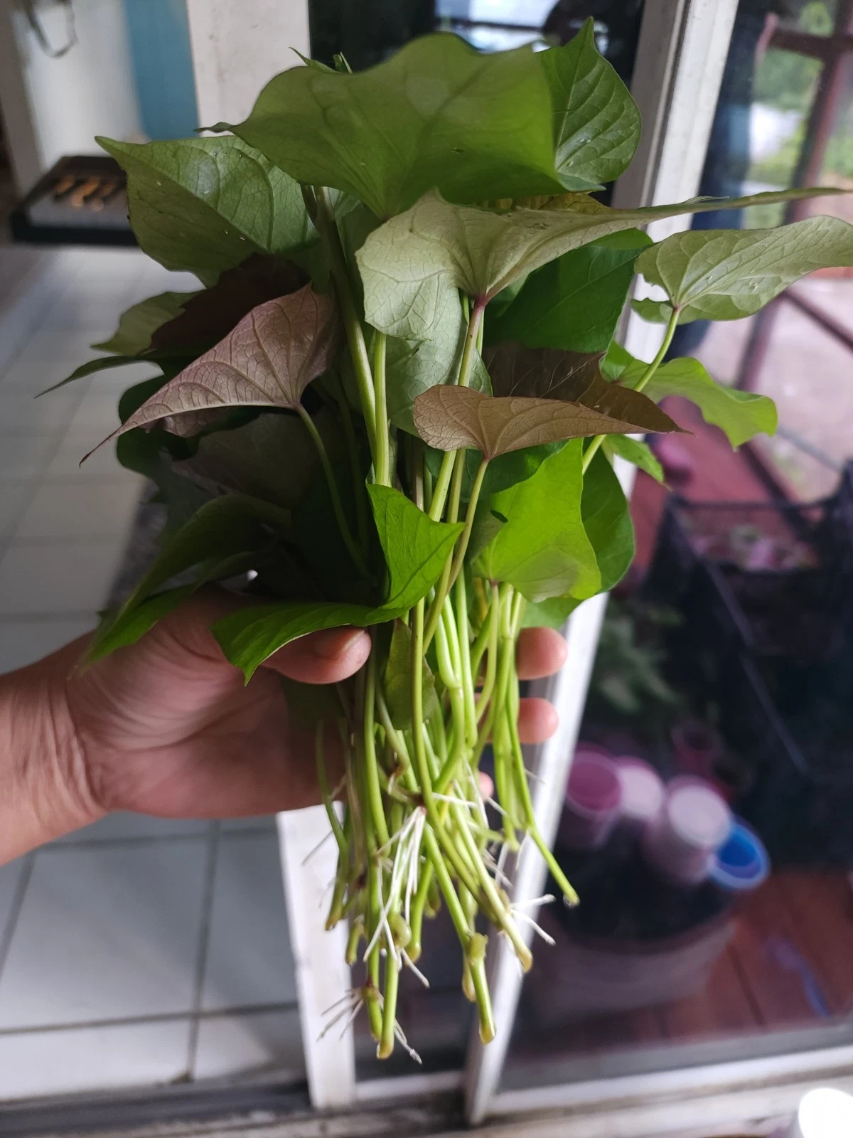 Okinawa Purple Sweet Potato Slips – 10 Live Ipomoea batatas Cuttings for Garden Growing
