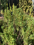 Crassula Tetragona Mini Pine Tree Succulent Cuttings – 7 Live 5–8" Hardy Succulent Stems for Indoor Pots & Rock Gardens