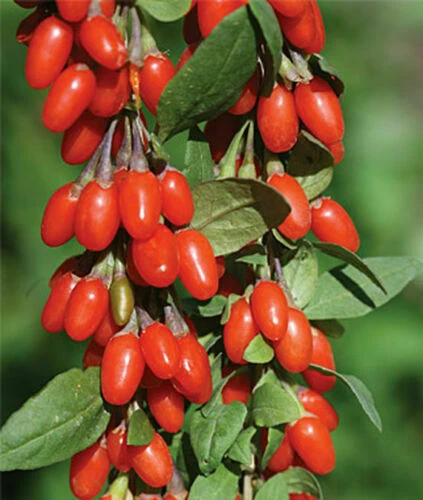 3 Rooted Goji Berry Plants - Lycium barbarum Live Starter Plants for Garden