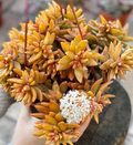 Sedum ‘Firestorm’ Succulent – 3 Unrooted Cuttings (3–4 Inches) for Propagation